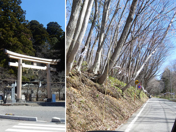 photo 戸隠式年大祭・中社の新鳥居としめ縄が張られた道