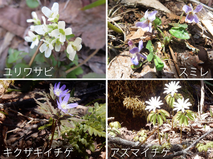 photo 林床に咲き乱れる花々・戸隠高原,ユリワサビ,スミレ,キクザキイチゲ,アズマイチゲ