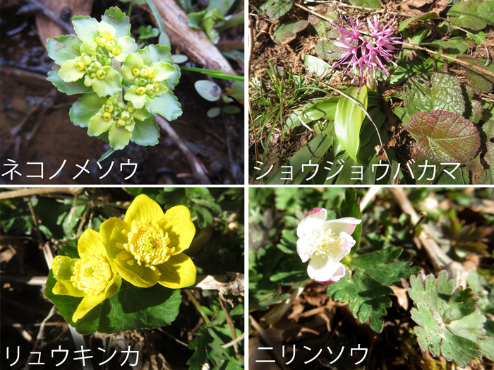 photo ネコノメソウ,ショウジョウバカマ,リュウキンカ,ニリンソウ・飯綱高原大谷地湿原