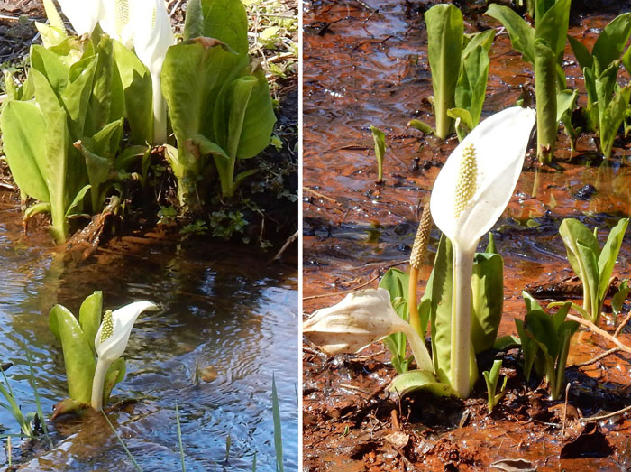photo 水芭蕉・大谷地、むれ水芭蕉園