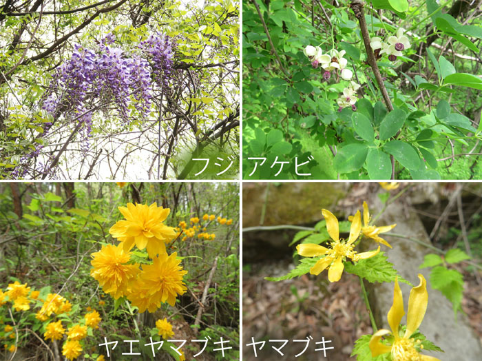 photo フジ,アケビ,ヤエヤマブキ,ヤマブキ・地附山