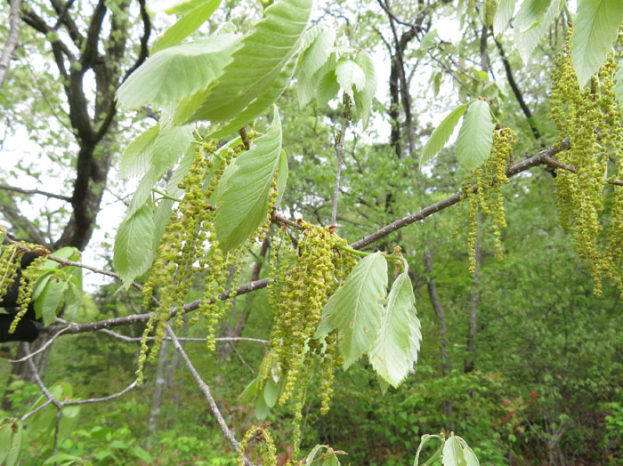 photo 風に揺れるコナラの花・地附山