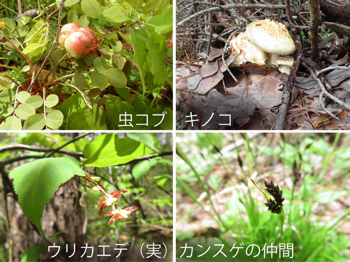 photo 虫コブ,キノコ,ウリカエデ,カンスゲの仲間・地附山,大峰山