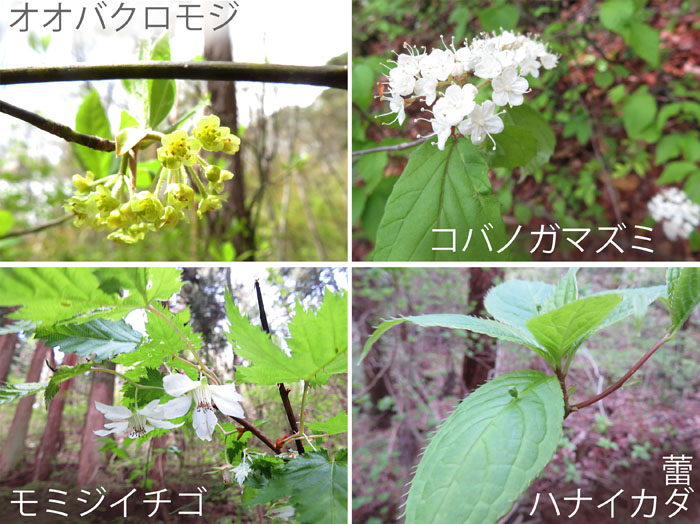 photo 木の花・オオバクロモジ,コバノガバズミ,モミジイチゴ,ハナイカダ（蕾）・大峰山で