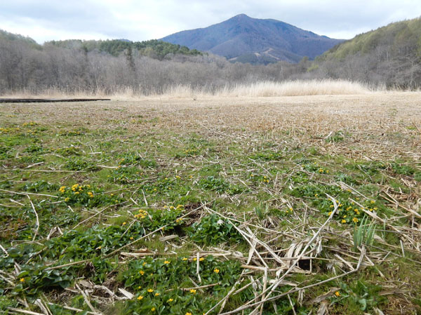 photo リュウキンカ咲く大谷地湿原