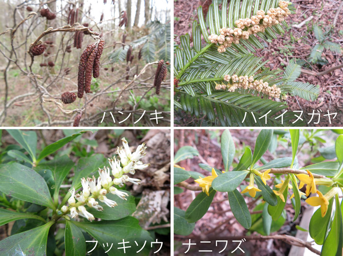 photo 木の花・ハンノキ,ハイイヌガヤ,フッキソウ,ナニワズ・むれ水芭蕉園