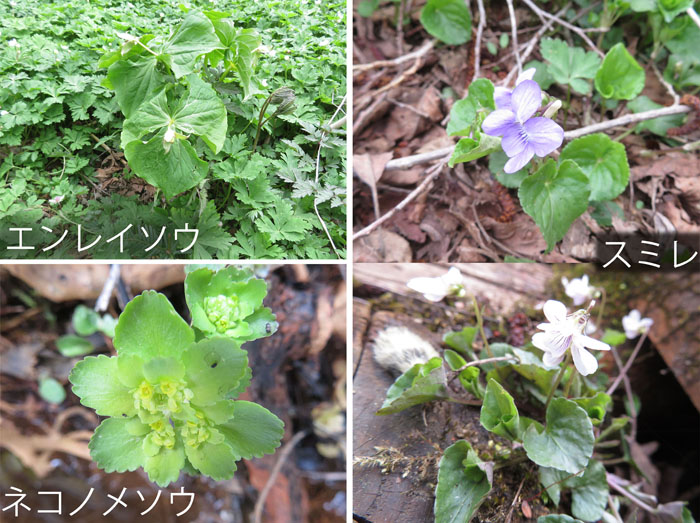 photo 花・エンレイソウ,スミレ,ネコノメソウ・むれ水芭蕉園