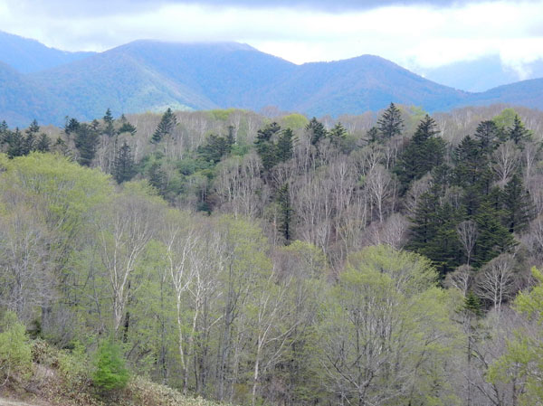 photo・新緑　瑪瑙山から