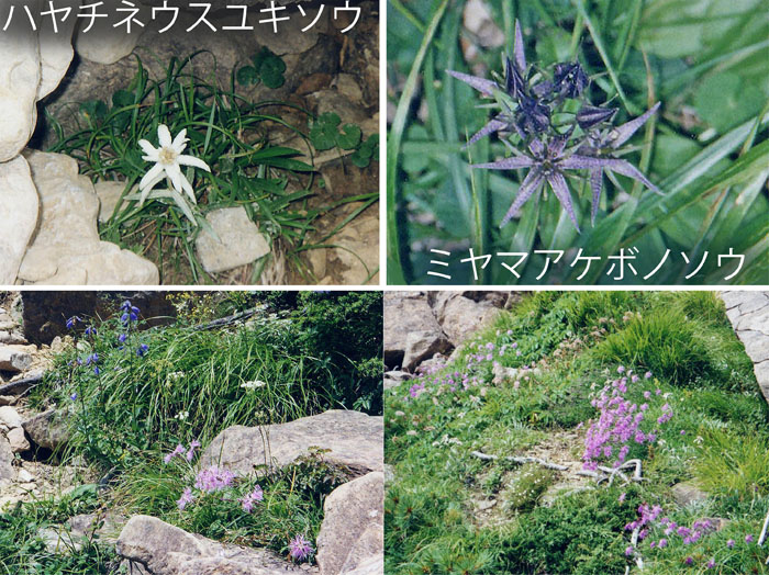 ハヤチネウスユキソウ,ハクサンシャジン、タカネナデシコ,ニヤマアケボノソウ,早池峰山