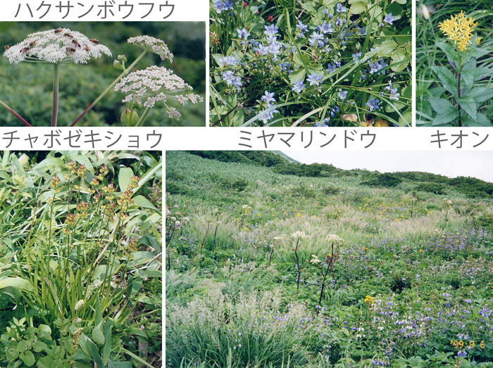 お花畑　ハクサンフウロ,ミヤマリンドウ,キオン,チャボゼキショウ　乳頭山