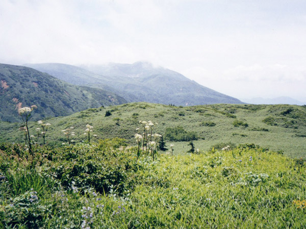 お花畑の向こうに秋田駒ケ岳　乳頭山