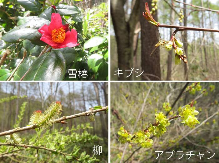 photo・木の花,雪椿,コブシ,柳,アブラチャン・霊仙寺山麓