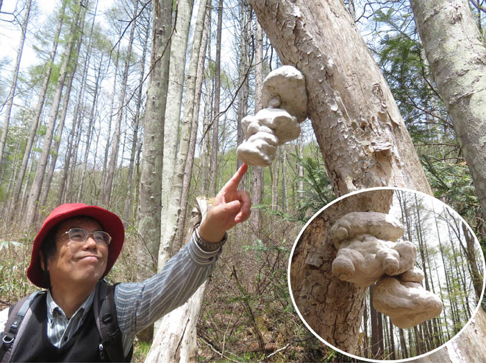 photo・なんだこれは？サルノコシカケのような・霊仙寺山麓