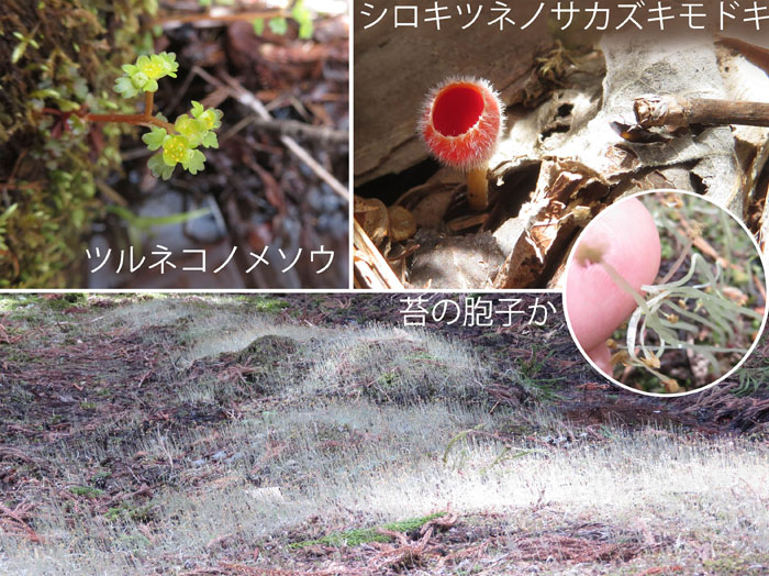 photo・湿地には様々な生き物が,ツルネコノメソウ,シロギツネノサカヅキモドキ,苔の胞子か
・霊仙寺山麓