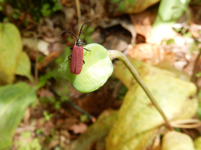 photo・カタクリの実に虫・鮫ヶ尾城山