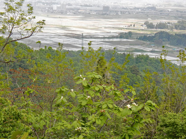 photo・眼下は頸城平野　田んぼには水・鮫ヶ尾城山