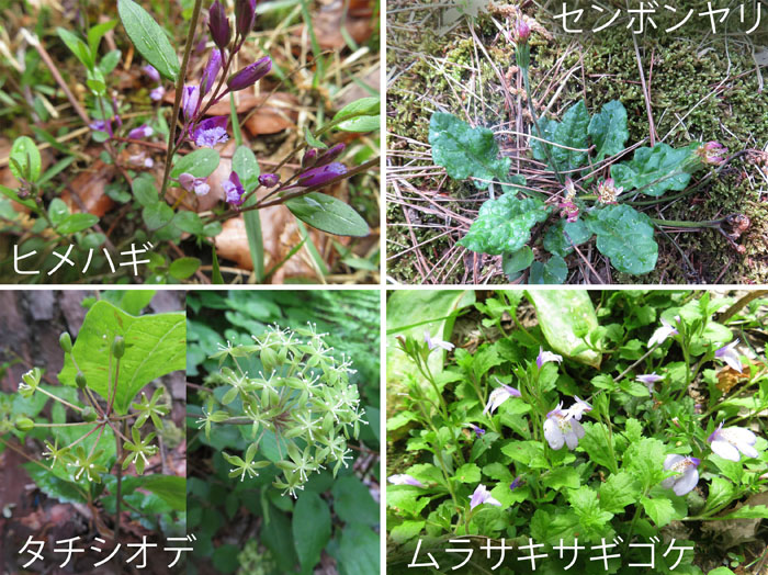 photo・ヒメハギ,センボンヤリ,タチシオデ,ムラサキサギゴケ・鮫ヶ尾城山