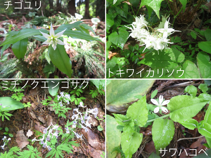 photo・チゴユリ,トキワイカリソウ,ミチノクエンゴサク,サワハコベ・鮫ヶ尾城山