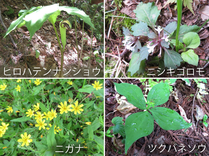 photo・ヒロハテンナンショウ,ニシキゴロモ,ニガナ,ツクバネソウ・鮫ヶ尾城山