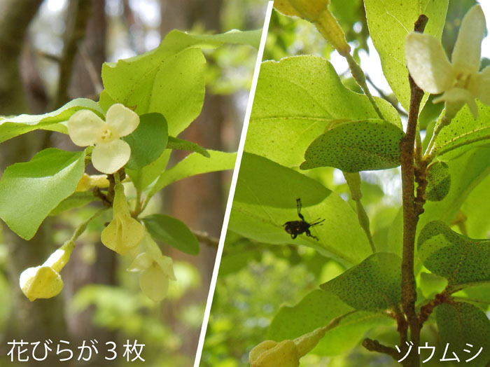 photo・ナツグミ　地附山2021.5.13