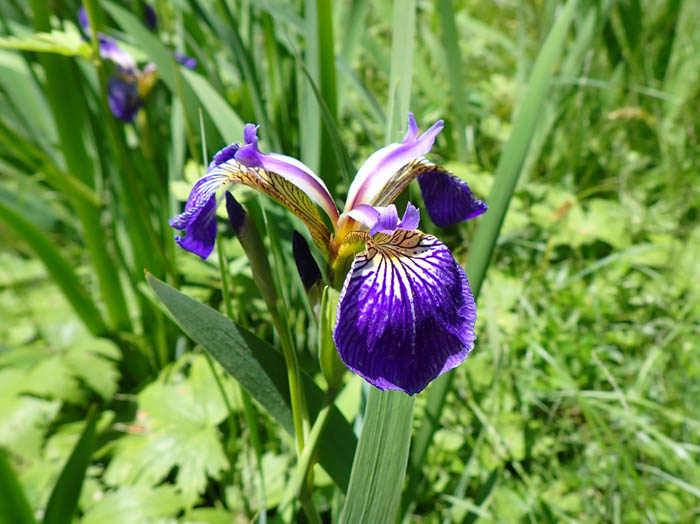 photoヒオウギアヤメ