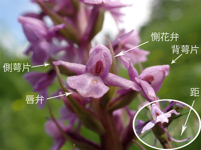photo7テガタチドリ