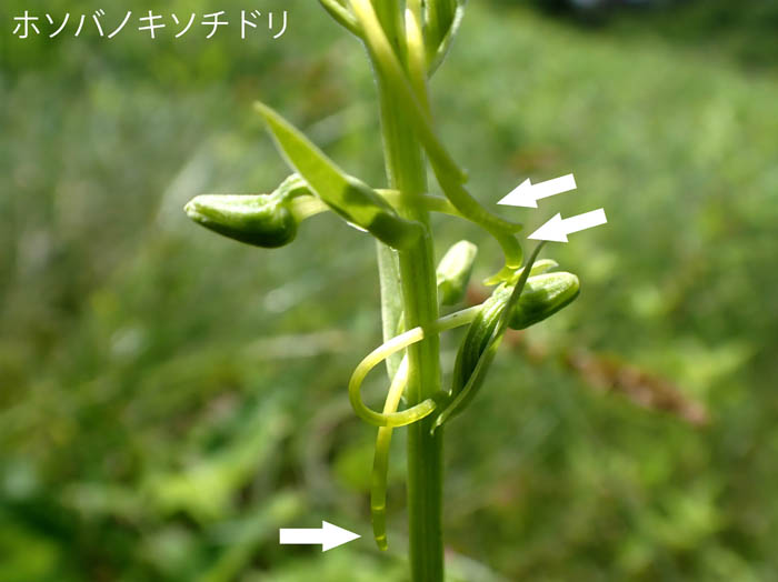 photo9距の先端に蜜が詰まっている