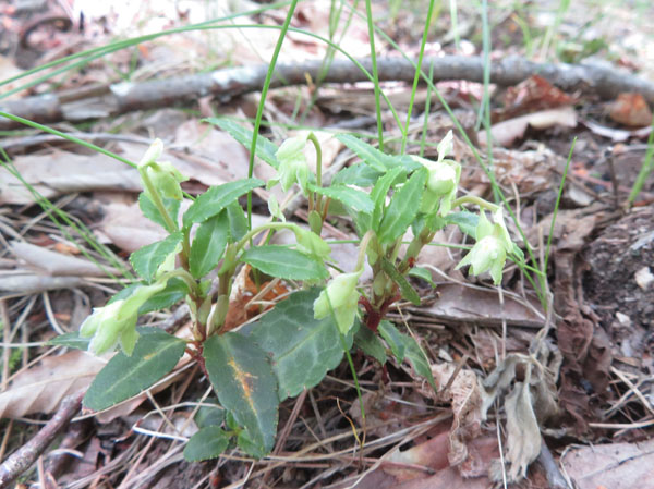 photo・ウメガサソウはまだ蕾　地附山