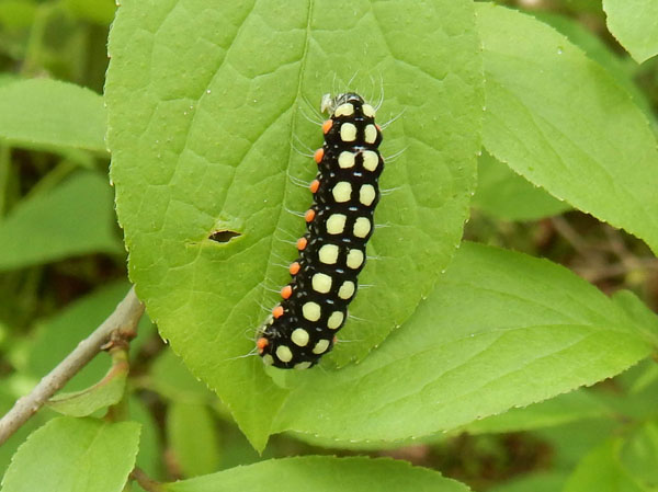 photo・シロシタホタルガ幼虫　戸隠植物園