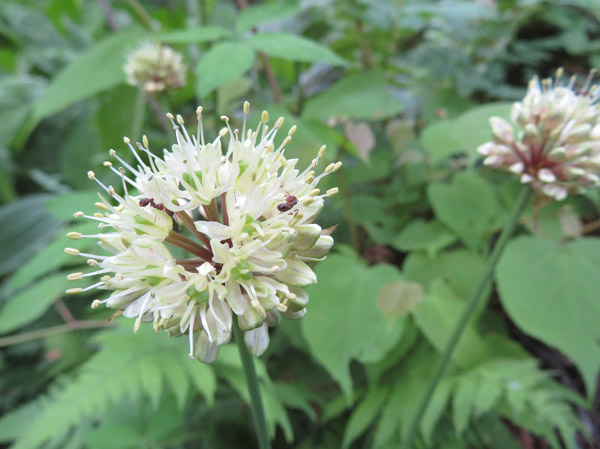 photo・ギョウジャニンニク　戸隠植物園