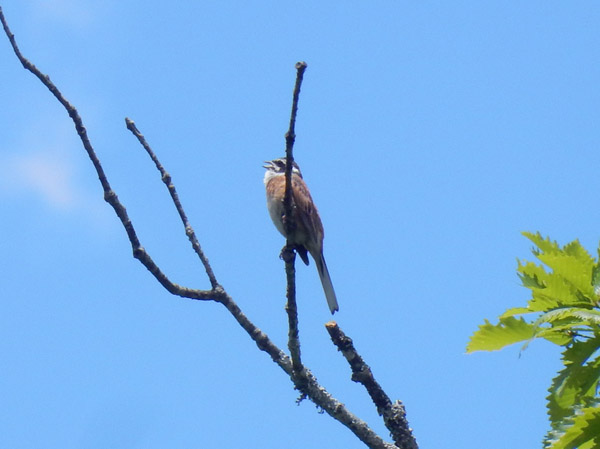 photo・ホウジロ　瑪瑙山