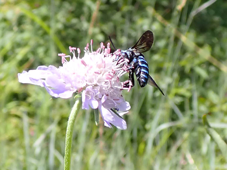 ルリモンハナバチ