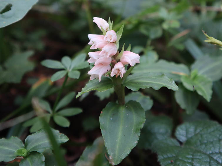 アケボノシュスラン