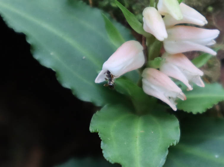 アケボノシュスラン