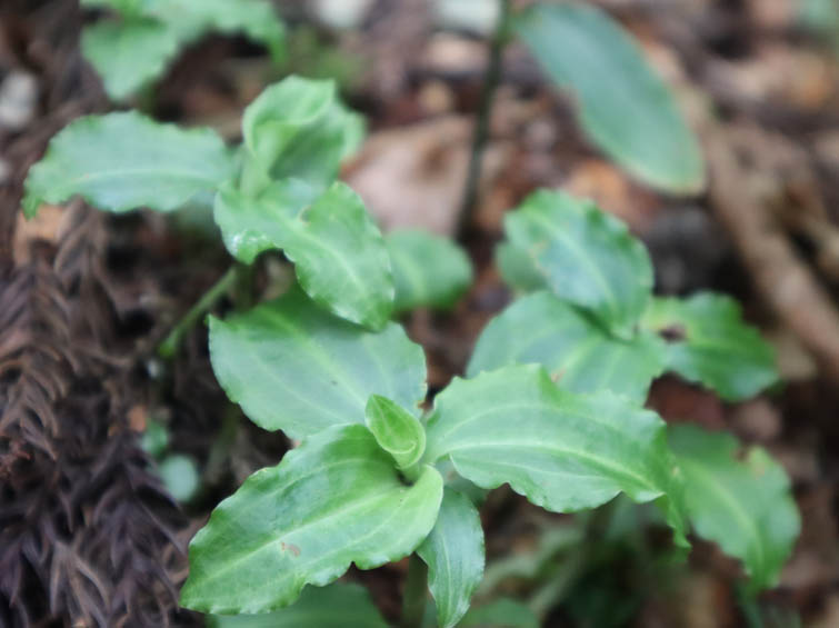 アケボノシュスラン