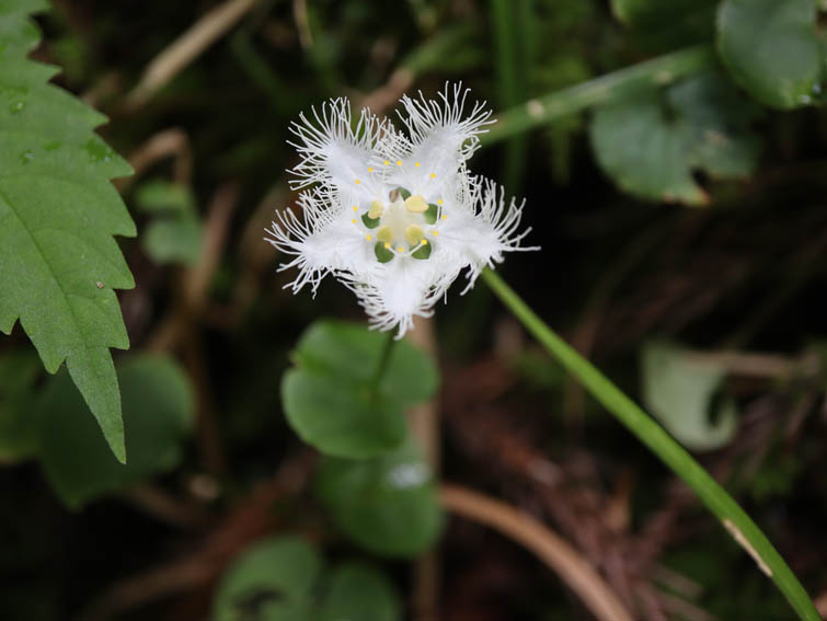 オオシラヒゲソウ