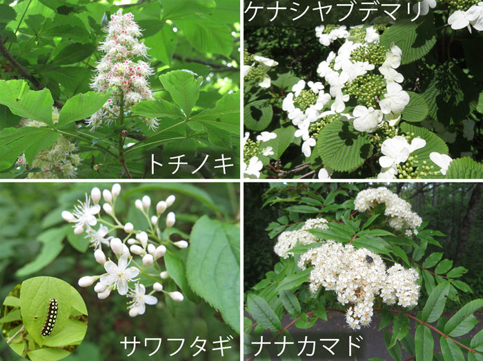 photo・戸隠植物園で出会った花　トチノキ,ケナシヤブデマリ,サワフタギ,ナナカマド