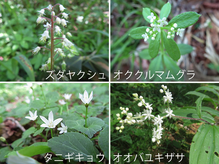 photo・戸隠植物園で出会った小さな花たち　ズダヤクシュ,オククルマムグラ,タニギキョウ,オオバツキザサ