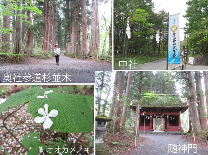 photo・オオカメノキ,奥社杉並木,中社,随神門,戸隠の森