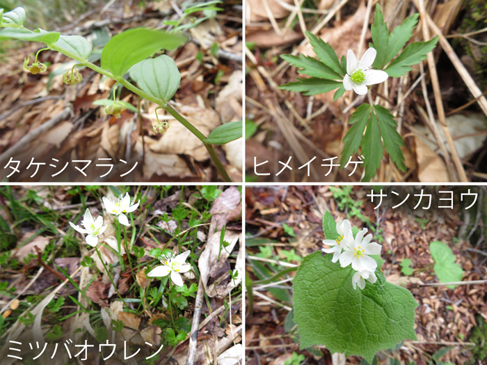 photo・可憐な花たち,ミツバオウレン,サンカヨウ,ヒメイチゲ,タケシマラン　瑪瑙山