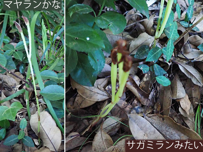 10マヤランとサガミラン,実が膨らまないとそっくり