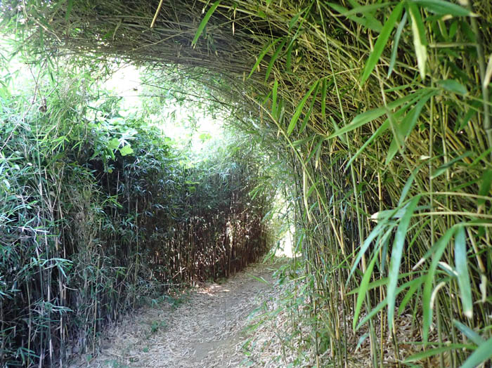 笹の道：鎌倉広町緑地 