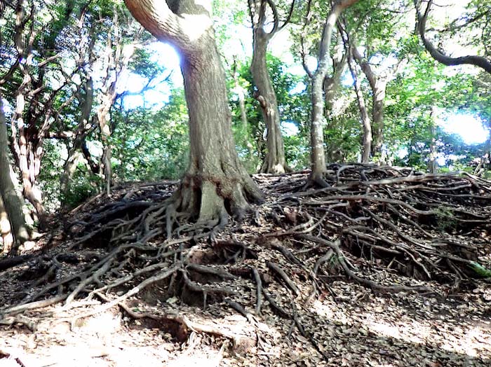 木の根：鎌倉広町緑地 