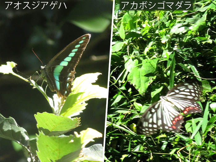 13アカボシゴマダラ