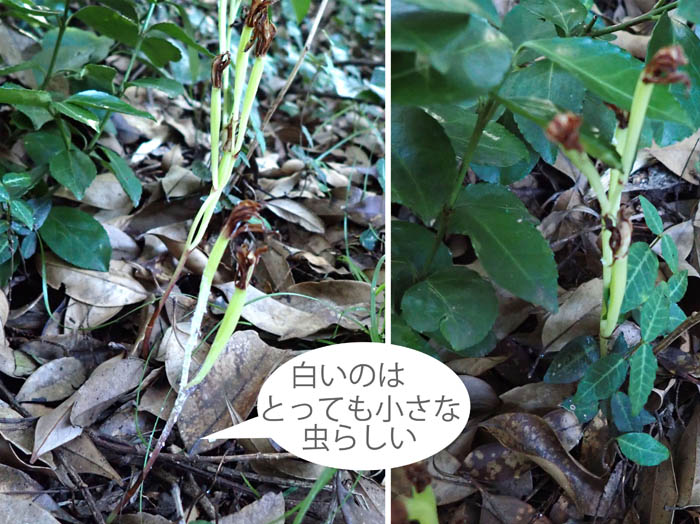 9花が終わったばかりのサガミランかな