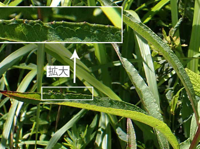 photo葉（聖）