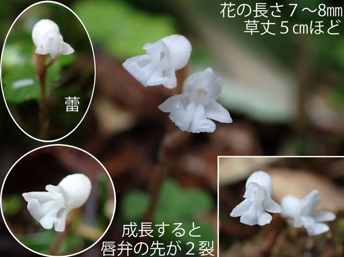 photo6小さいアリドオシラン