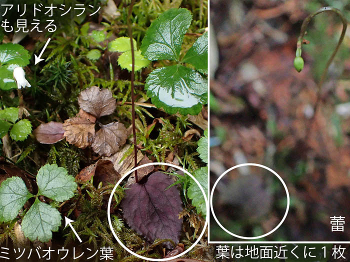 photo8紫色っぱいコイチヨウランの葉