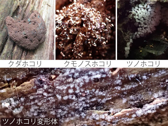 photo10粘菌ツノホコリなど