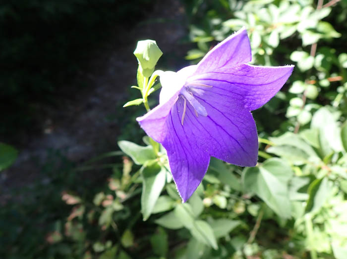 photo3キキョウ